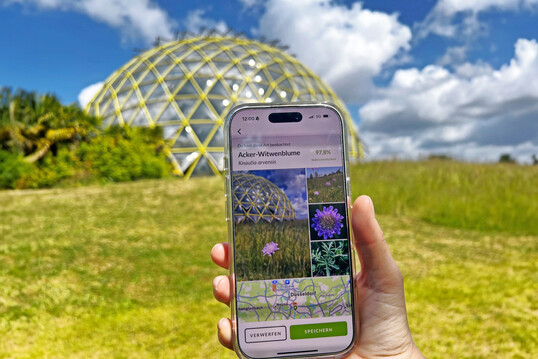 Mit der Smartphone-App iNaturalist können in der Woche vom 14. bis 22. Juni 2025 Interessierte die Artenvielfalt in Botanischen Gärten erkunden und dokumentieren.