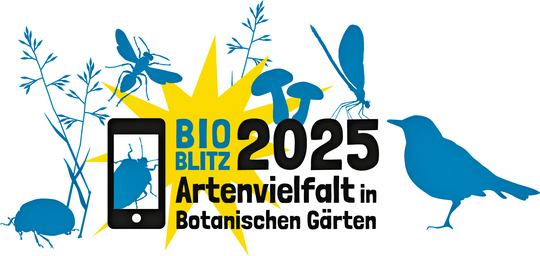 Anlsslich der Woche der Botanischen Grten (14. bis 22. Juni 2025) ldt der Verband Botanischer Grten zum groen BioBlitz ein.