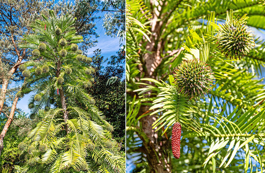 Von der in der Natur äußerst seltenen Wollemie (Wollemia nobilis) steht ein Exemplar in der Kuppel, rechts sind männliche und weibliche Zapfen zu sehen. Der Baum konnte im Botanischen Garten der HHU erfolgreich vermehrt werden. Dem Gärtner ist es gelungen, außerhalb der Kuppel einen Wollemienhain anzulegen.