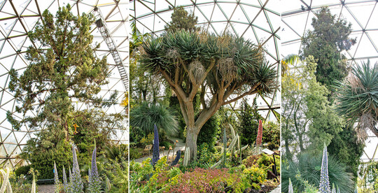 Die Kuppel ist 18 Meter hoch und beherbergt ausgewachsene Bume - von links: Gewhnliche Taiwanie (Taiwania chryptomerioides) Drachenbaum (Dracaena draco), Neuseelndische Warzeneibe (Dacrycarpus dacrydioides).