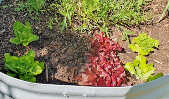 Anbau von bunten Salaten im Hochbeet einer Teilnehmerin.