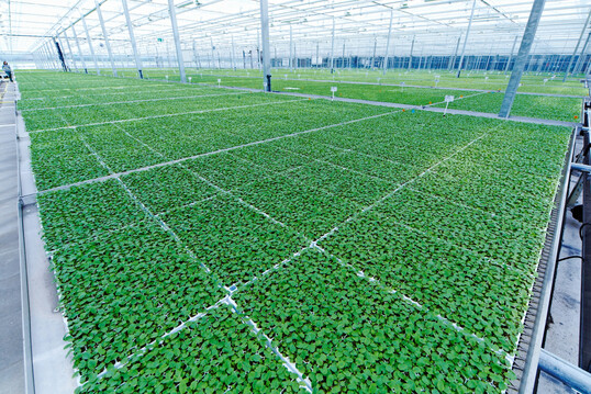 Das Zentrum der Jungpflanzenproduktion befindet sich in Senden.