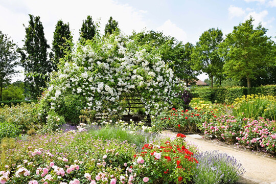 Eine reich blhende Rosenpyramide im Park der Grten.