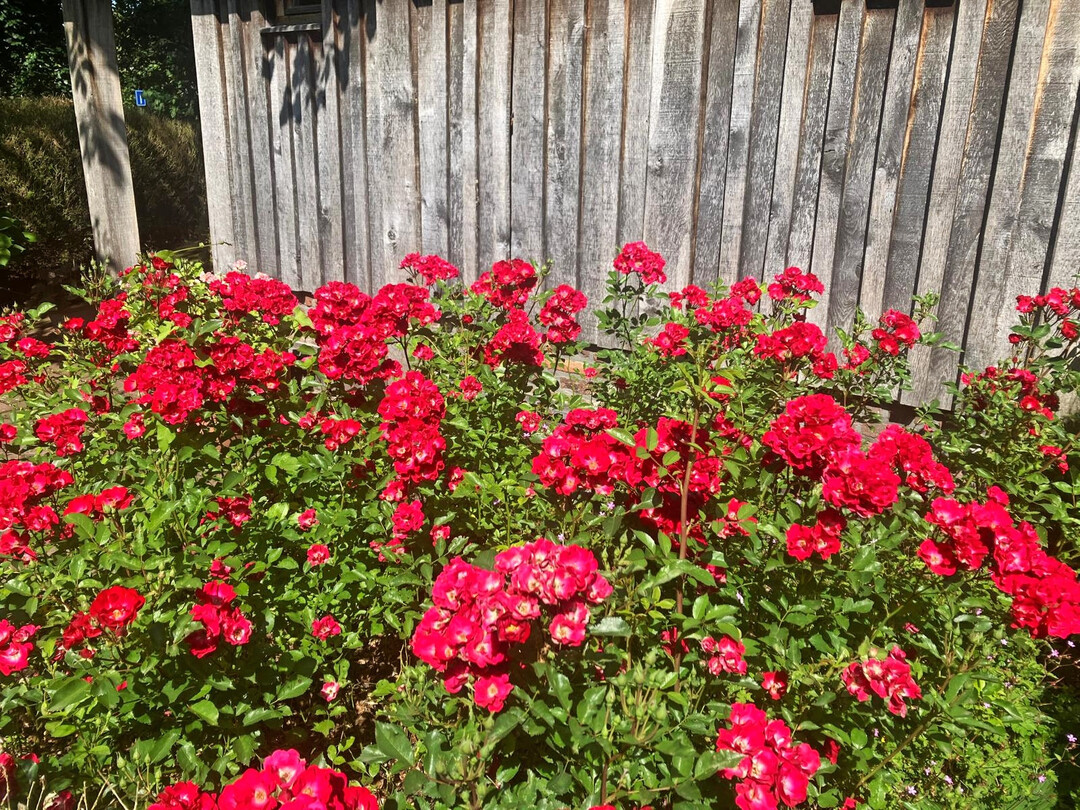 Rosa La Belle Rouge