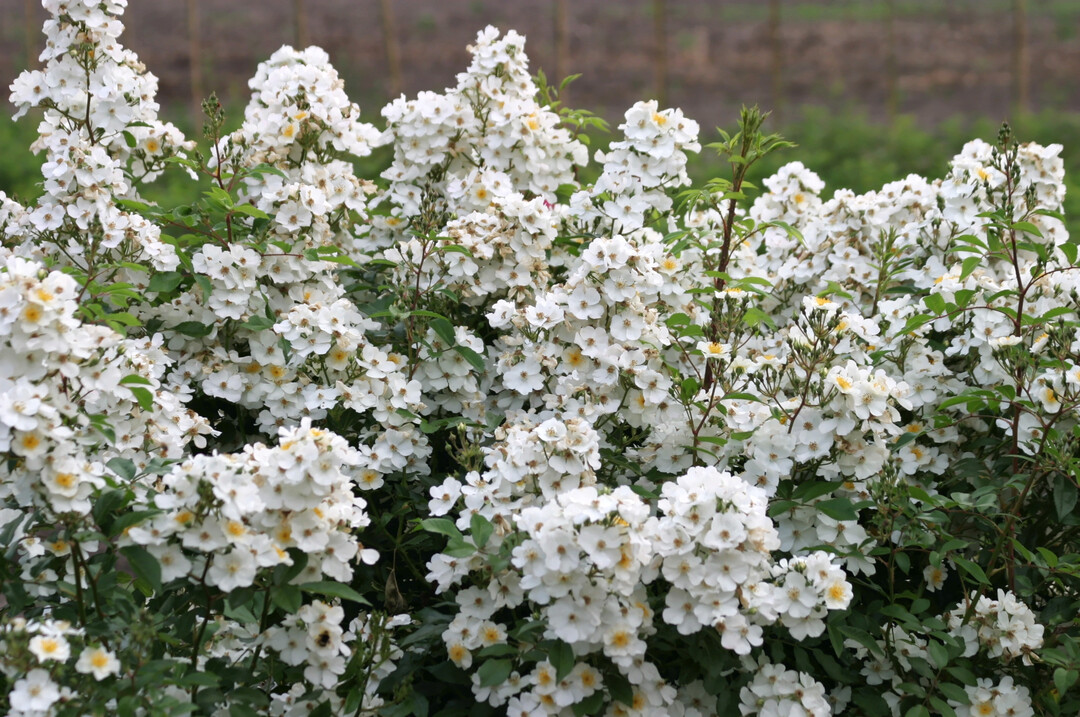 Rosa Esprit dAmour: Bis zu 60 cm lange Rispen voller tausender weier, duftender Blten mit leuchtend gelben Staubgefen. Insektenfreundlich. Blht von Juni bis Oktober. Dieser einzigartige Zierstrauch (120 cm hoch) blht von Juni bis Oktober oder lnger. Fr Rabatte, Blumenbeete, groe Tpfe, Solitr oder auch als Kletterrose (2 bis 3 Meter). 
