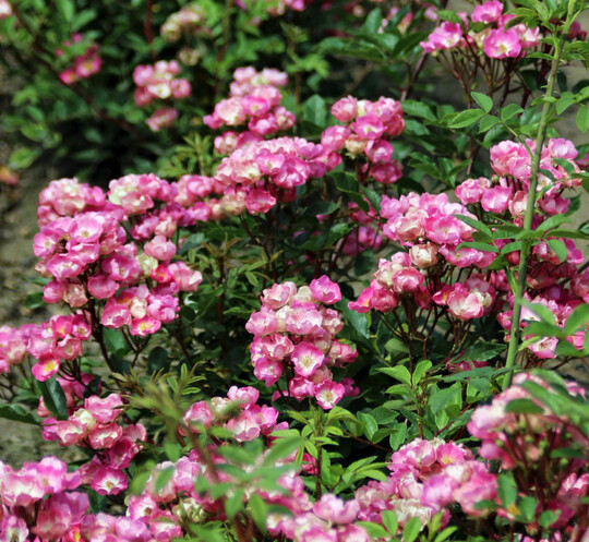 Rosa ‘Taranis’: Hunderte bis Tausende von einzelnen, leicht duftenden, blasslila-rosa Blüten mit weißer Mitte sind in Büscheln pyramidenförmig auf den rötlichen Stielen angeordnet. Insektenfreundlich. Die Blüten bleiben lange am Stiel, sind witterungsbeständig, Hagebutten bildend, langblühend. Verwendung: Rabatte, Beet Solitär, Topf und Balkon. Höhe: 70 cm