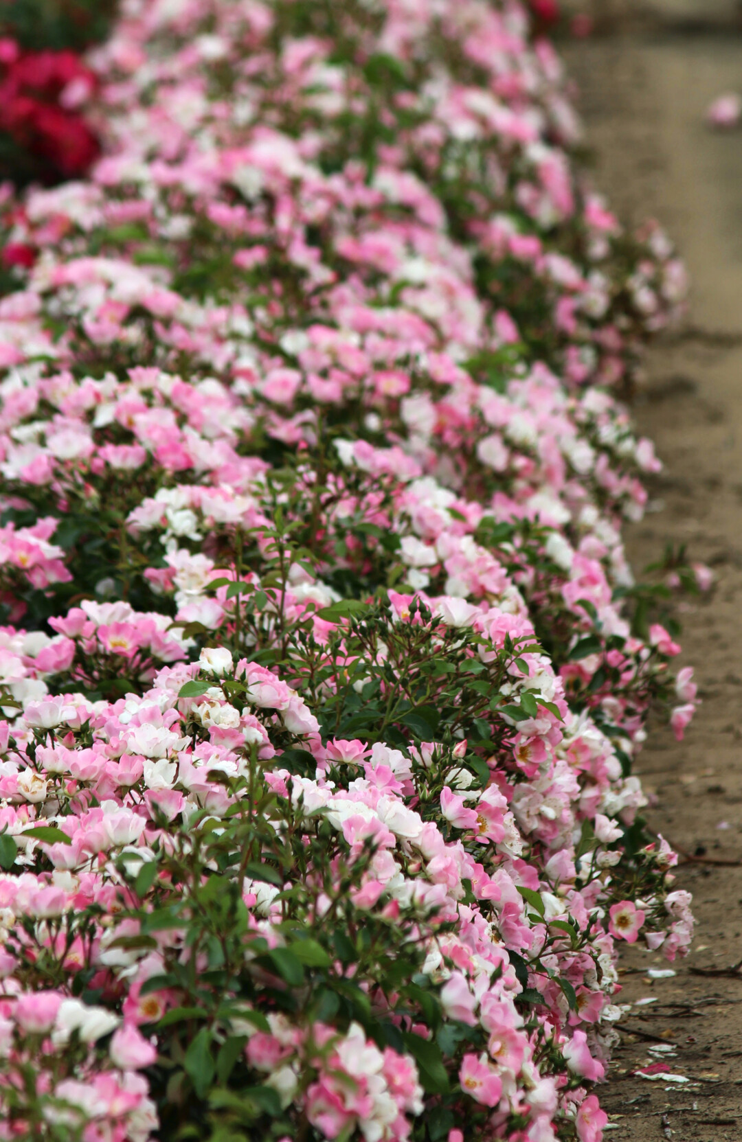 Rosa Salut a Luxembourg: reich blhende kleine Strauchrose (60 cm) mit rosa-violetten Blten mit weier Mitte in ppigen Bscheln, die einen schnen Kontrast zu den olivgrnen und gesunden Blttern bilden, mit gelben Staubgefe, insektenfreundlich. Fr Rabatten, Beete und Tpfe. 