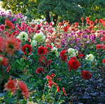 Welche Dahliensorten den Winter im Freiland überstehen, war die Fragestellung bei der Dahliensichtung der Royal Horticultural Society in 2023/2024.