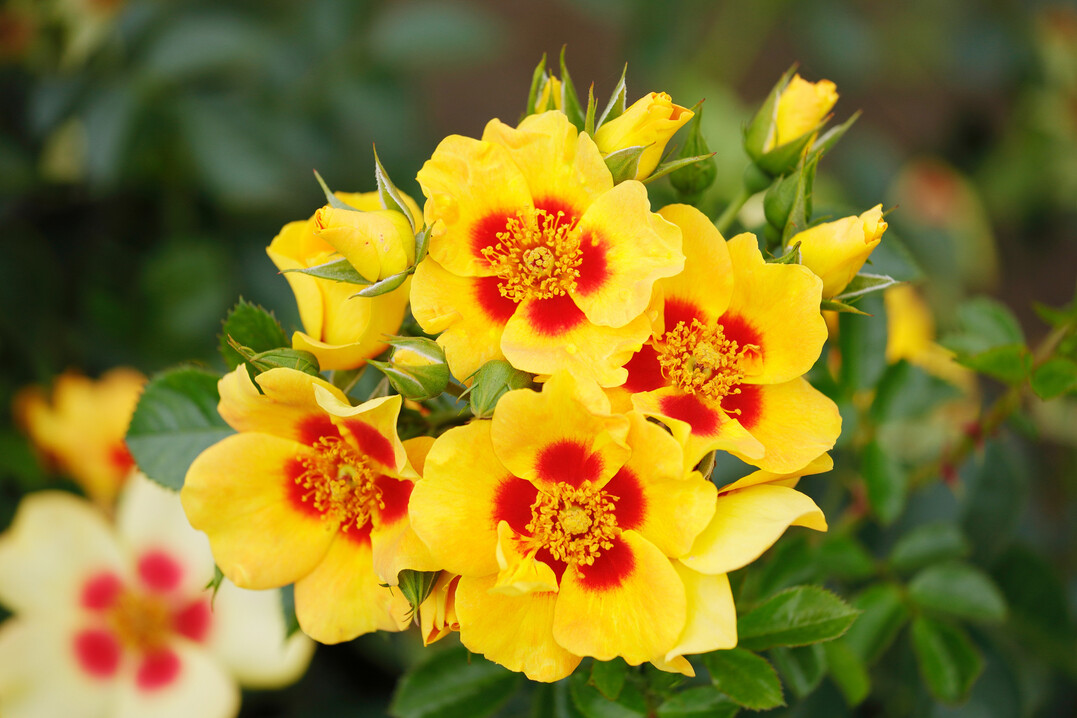 Goldene Rose 2025: Orienta Milya von Rosen Tantau