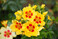 Goldene Rose 2025: Orienta Milya von Rosen Tantau