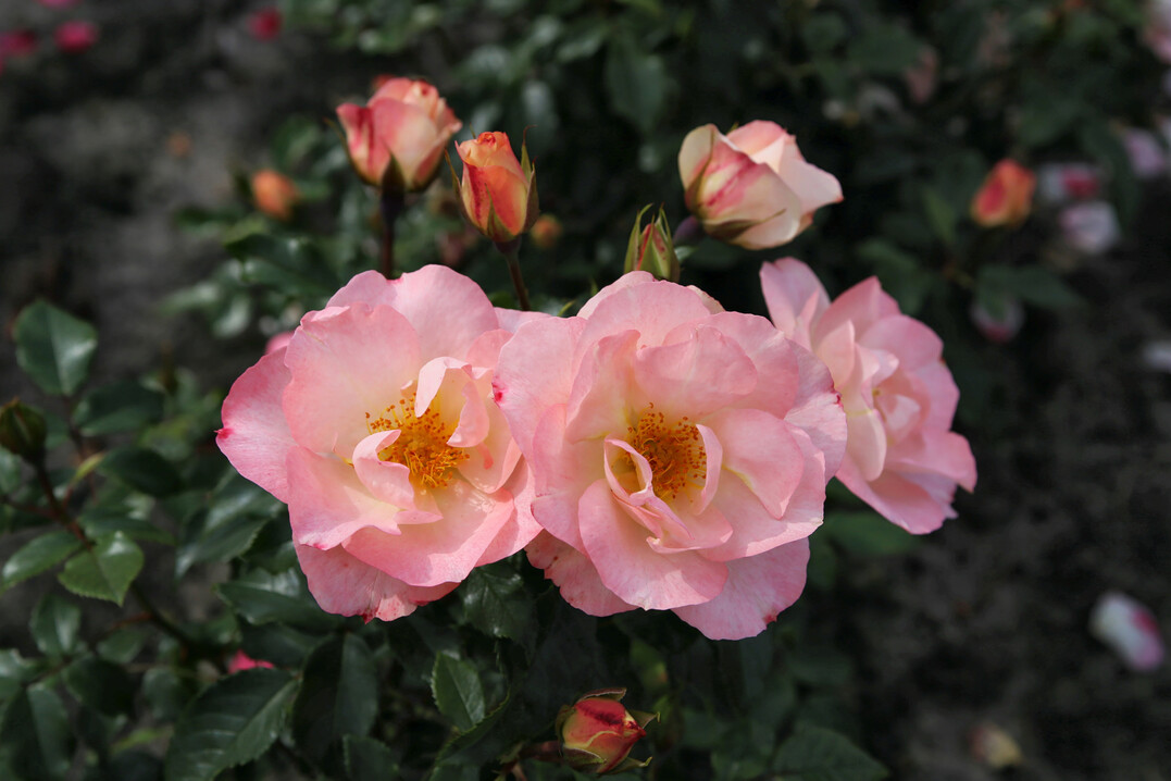 Die mit Silber ausgezeichnete Floribundarose Zauberhaft von Kordes Rosen erhlt zudem den Ehrenpreis fr die beste Duftrose. 