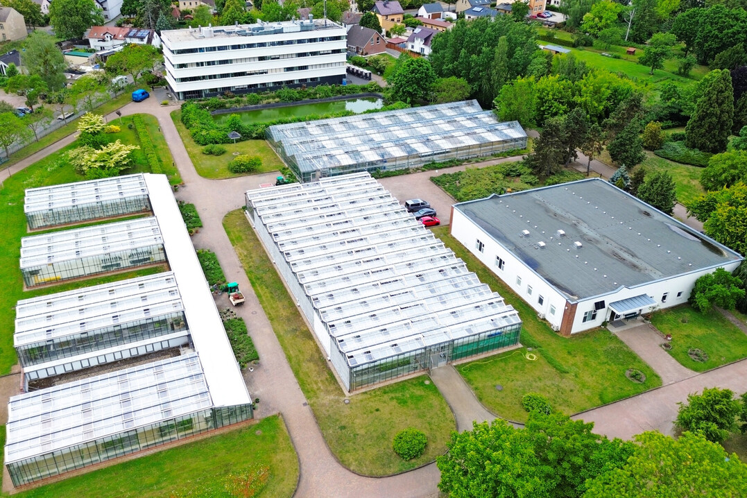 Das Leibniz-Institut für Gemüse- und Zierpflanzenbau (IGZ) hat investiert: unter anderem in eine neue Dacheindeckung und ein Lüftungssystem für zwei der IGZ-Gewächshäuser mit einer Gesamtfläche von etwa 2300 Quadratmetern.