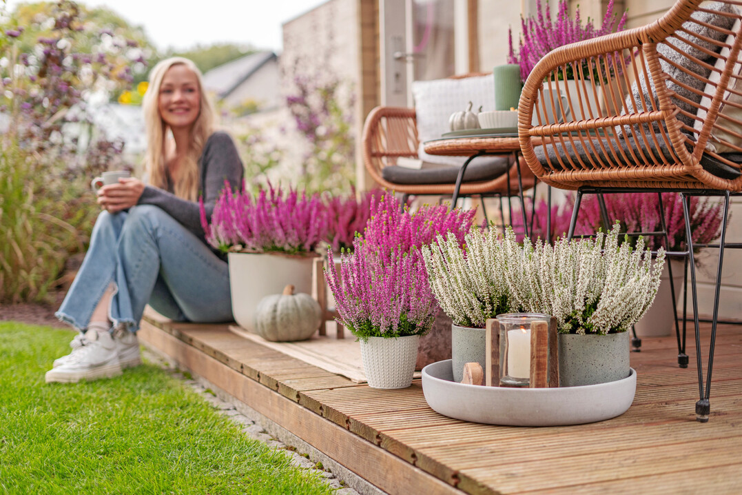 Auf den Heidelights prsentiert Gardengirls leuchtende NEXXT-Sorten.