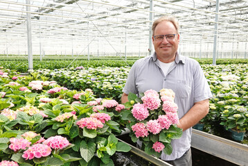 Bernd Freese fhrt den Gartenbaubetrieb in dritter Familiengeneration, Hauptkultur heute sind Hortensien.