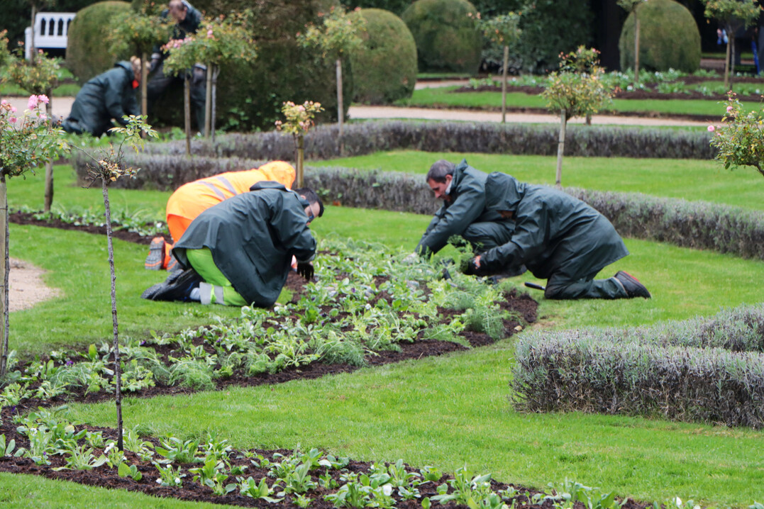 Mitte Oktober werden die Saisonbeete im Springbrunnengarten zum zweiten Mal im Jahr bepflanzt.