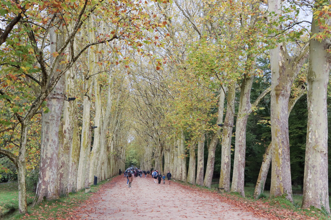 Die Allee wurde 1830 mit Platanen bepflanzt. Diese ersetzten die frheren, durch Krankheiten geschwchten Ulmen.