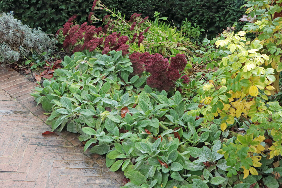 Herbstaspekt im Russell Page Garten.