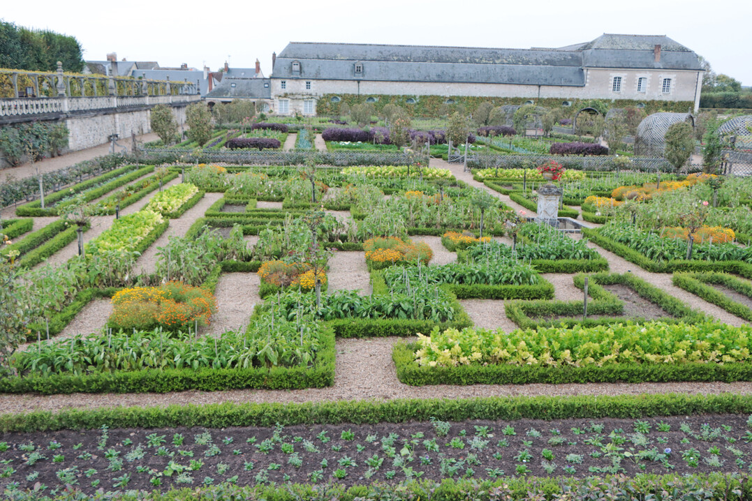 Im Garten werden Gemsearten aus acht botanischen Familien verwendet.