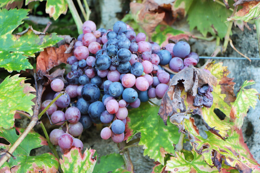 Die heutige Inhaberfamilie von Valmer hat den Weinanbau deutlich ausgeweitet.