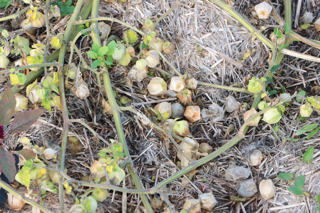 <i>Physalis </i>
in herbstlich bunter Frbung.