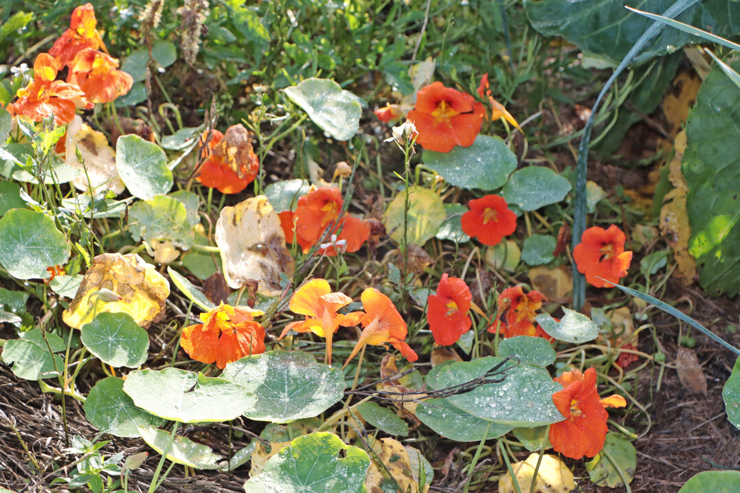 Kapuzinerkresse gedeiht noch im Oktober.