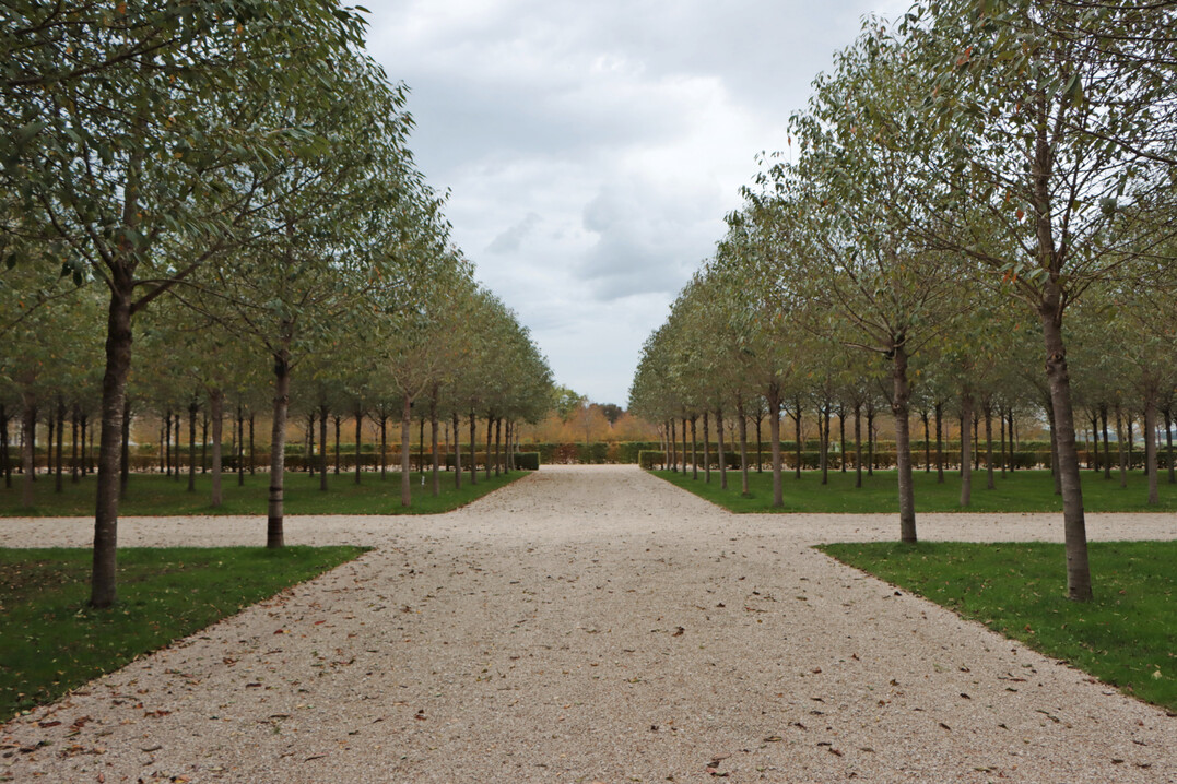 Dieses Garten-Quadrat besteht aus einem Wald regelmiger gepflanzter Vogelkirschen (
<i>Prunus avium</i>
 Plenum).