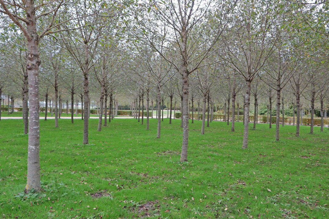 Der Vogelkirschen-Wald wurde hei diskutiert. Er geht nicht auf ein historisches Vorbild zurck, hat mit seiner streng regelmigen Anlage jedoch barocken Charakter, der zu Chambord passt.