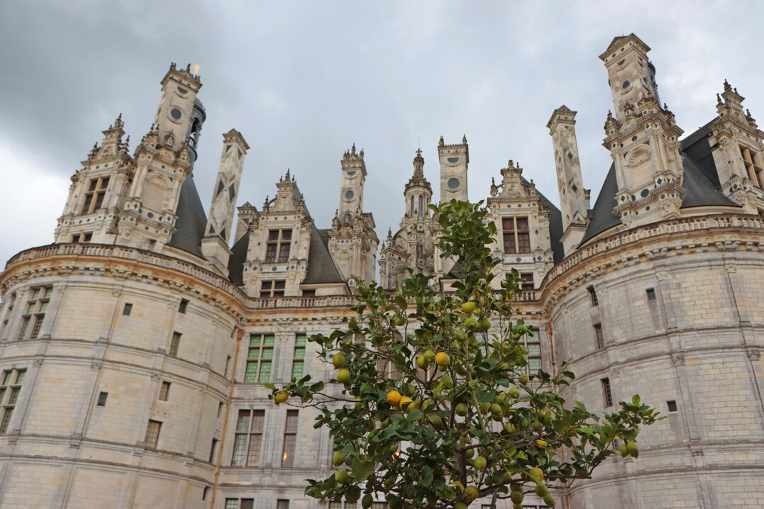 Auf der Westseite wird der breite Weg zum Schloss von 
<i>Citrus</i>
-Pflanzen begleitet.
