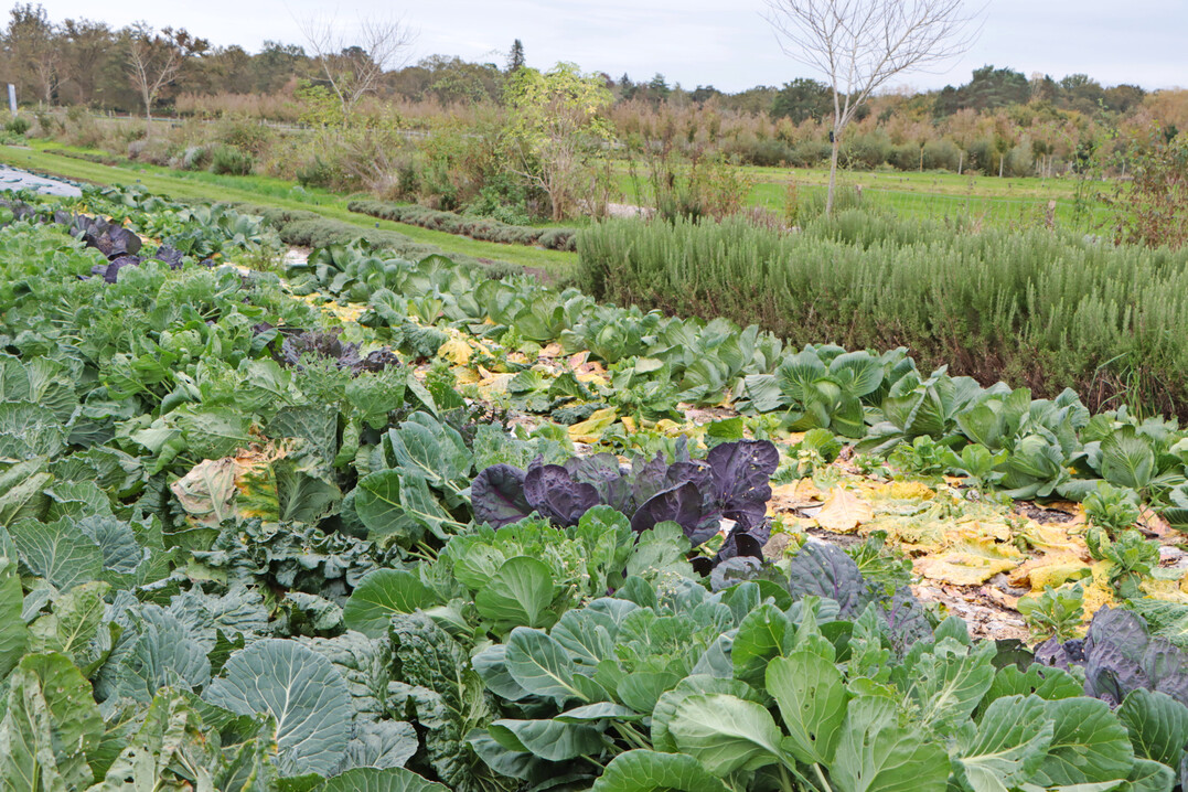 Seit 2019 ist ein Teil der ehemaligen Stall-Kasernen in Bio-Gemsegrten umgewandelt worden. Hier wachsen Obst, Gemse, essbare und bienenfreundliche Blumen, aromatische und medizinische Pflanzen.