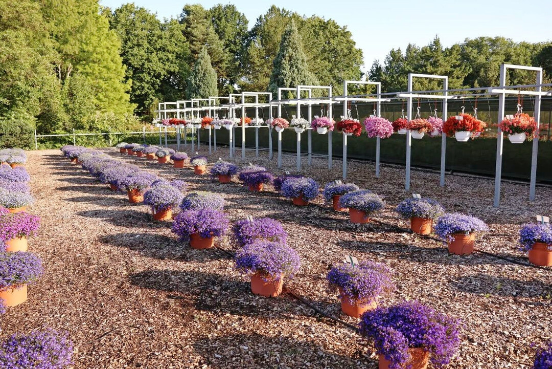 Verschiedene Lobelia- und Diascia- Sorten in der Sichtung an der LVG Bad Zwischenahn.