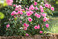 Die englische Duftrose Gertrude Jekyll wurde von der World Federation of Rose Societies zur Weltrose 2025 gekrt.