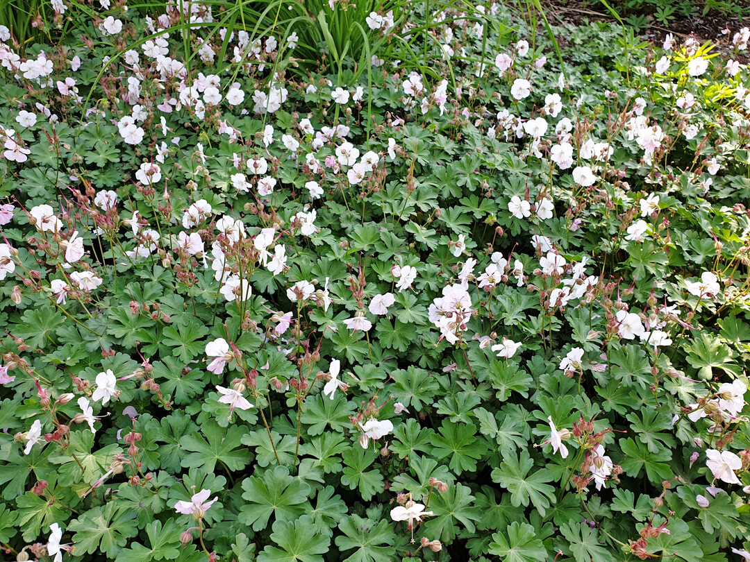 <i>Geranium </i>
"Abendstern" ist eine neue trockenheitsvertrgliche Auslese, die Stauden Becker auf der Messe Friedhofstechnik vorstellen wird.