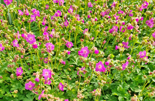 <i>Geranium </i>
"Zwergenkönig" gehört zu neuen Auslesen, die Stauden Becker auf der Messe Friedhofstechnik vorstellen wird.