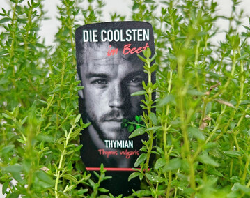 "Die Coolsten im Beet": Thymian mit Etikett.