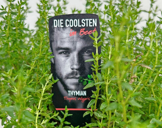 "Die Coolsten im Beet": Thymian mit Etikett.