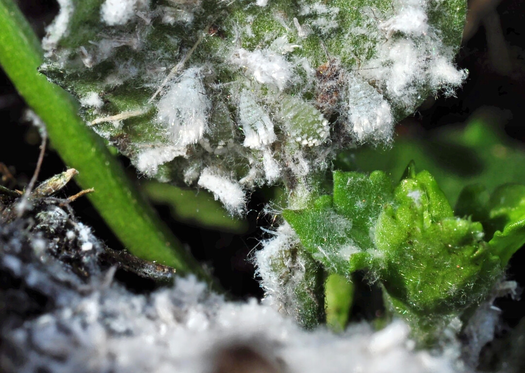 Besonders schwer zu bekmpfen sind versteckt sitzende Blattluse an kalt kultivierten Zierpflanzen, hier 
<i>Thecabius affinis</i>
 an 
<i>Ranunculus</i>
.