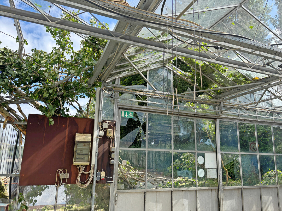 So kann es aussehen, wenn ein Baum auf ein Gewchshaus strzt. Glas und Konstruktion wurden hier schwer beschdigt. Zum Glck kamen keine Personen zu Schaden.