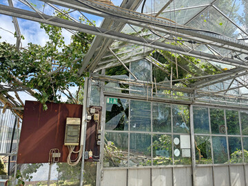 So kann es aussehen, wenn ein Baum auf ein Gewchshaus strzt. Glas und Konstruktion wurden hier schwer beschdigt. Zum Glck kamen keine Personen zu Schaden.