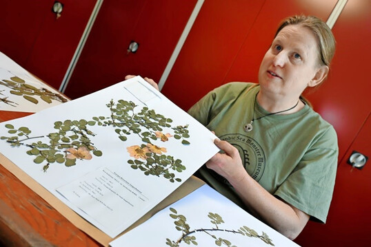 Eine Genbank ist nur zum Teil eine Datenbank – aber auch die will gepflegt werden. Diese Aufgabe obliegt Agrar-Ingenieurin Gerhild Schulz, die tausende Rosen fotografisch dokumentiert und eingeordnet hat. Von rund 6.000 Rosen hat sie Herbarbelege erstellt, also Blüten und Blätter gepresst und eingeordnet.