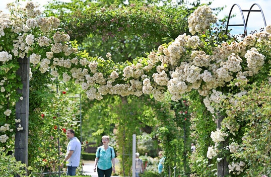 Bltengirlanden ber den Wegen durch das Rosarium.