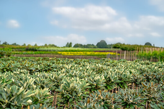 Ein Teil der Koniferen und Rhododendron sind aus bewhrter Freilandproduktion erhltlich.