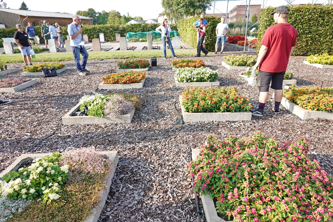 Die Ahlemer Friedhofs-Versuchsflche.