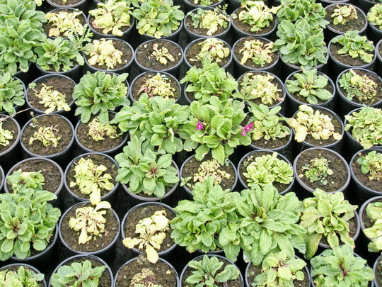 <i>1 Thielaviopsis</i>
-Wurzelbrune kann bei 
<i>Acaulis</i>
-Primeln und Staudenprimeln groe Ausflle verursachen.