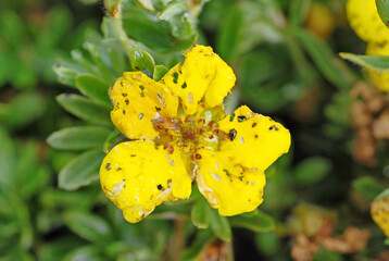 In den Sommermonaten wird 
<i>Potentilla </i>
oft von verschiedenen 
Kfern 
heimgesucht.