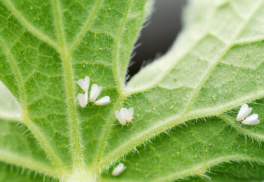 1 Weie Fliege an 
<i>Geranium</i>