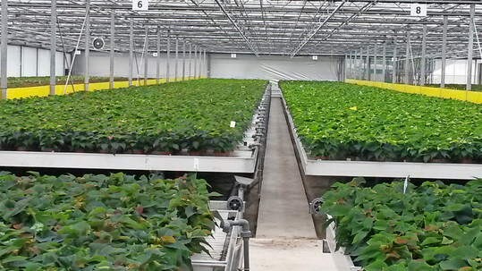 Ein spter Befall mit Weier Fliegen ist in dichten Poinsettien-Bestnden oft schwer erkennbar.