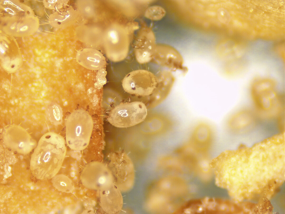 Futtermilben 
<i>Carpogyphus lactis</i>