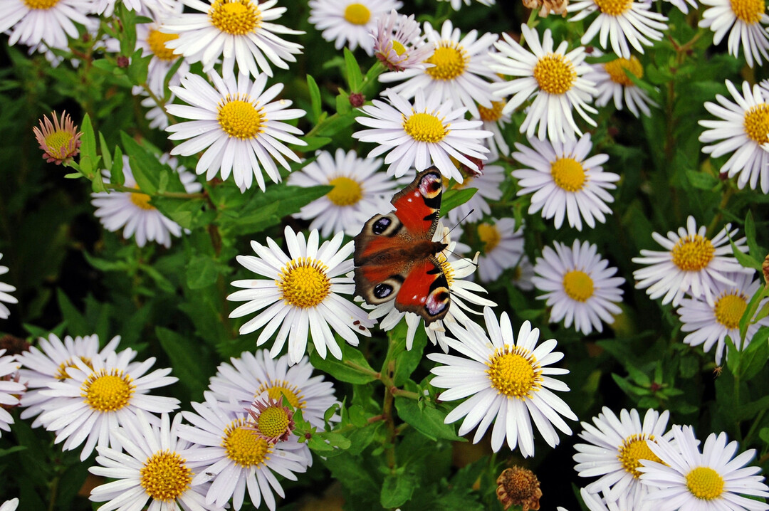 Nicht nur das Tagpfauenauge fliegt frmlich auf die Blten der Schnaster (
<i>Kalimeris incisa</i>
). Die Arten und Sorten der Staude des Jahres bieten Hummeln, Bienen und anderen Insekten Pollen und Nektar. Durch ihre lange Blhdauer, die je nach Sommer und Region schon ab Ende Juni beginnt und bis September andauern kann, ist der Tisch fr diese Lebewesen besonders lange gedeckt.