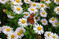 Nicht nur das Tagpfauenauge fliegt frmlich auf die Blten der Schnaster (
<i>Kalimeris incisa</i>
). Die Arten und Sorten der Staude des Jahres bieten Hummeln, Bienen und anderen Insekten Pollen und Nektar. Durch ihre lange Blhdauer, die je nach Sommer und Region schon ab Ende Juni beginnt und bis September andauern kann, ist der Tisch fr diese Lebewesen besonders lange gedeckt.