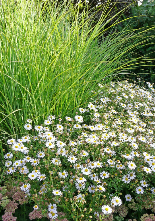 Perfektes Paar: Die frischgrnen Halme des Chinaschilfs (
<i>Miscanthus sinensis</i>
) berragen den weien Flor der Schnaster (
<i>Kalimeris incisa</i>
) Alba. Im Abstand von rund 50 cm gepflanzt, bilden sie ein blhendes Band fr den Vordergrund eines sonnigen bis halbschattigen Beets. 